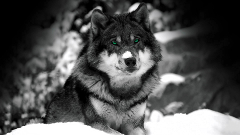 Több (zöld) színt a hideg szürkeségbe!